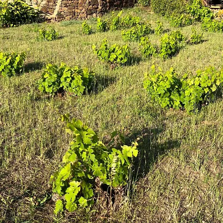 Nyaraló Dammuso I Pini Di Kaddiuggia